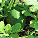 Growing Watermelon
